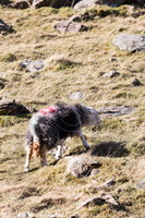 Branstree, Hartsop above How, Lonscale Fell, Haycock, Herdy Sketches, Brown Pike, Herdy Sheep Artist, Brigham, Caudale Moor, Torver, Herdwick Artwork, Low Wood, Brock Crags, Bampton Grange, Bonscale Pike, Sebergham, Hallin Fell, Killington, Herdy, Herdwick Sheep Acrylic Paintings, Great Musgrave, Lakeland Sheep, Nethermost Pike, Mixed-Media Herdy Art, Gilsland, Herdy Art,  Lake District, Cumbria.