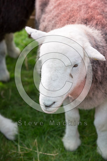 Thornthwaite Crag Herdwick - Lakeland Photos - Art Prints Thornthwaite Crag Herdwick