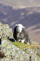 Lanercost, Sergeant Man, Kearstwick, Hayton (Aspatria), Herdwick Sheep Art, Dalston, Herdwick Drawings, Herdwick, Eamont Bridge, Herdwick Sheep, Herdwick, Farlam, Bakestall, Herdwick Sheep Acrylic Paintings, Lakeland Herdy Artworks, High Bankhill, Herdy Art, Moresby, Place Fell, Herdwick Artwork, Skirwith, Blake Fell, Buckbarrow, Herdy Sketch, Soulby (Kirkby Stephen), Herdy Wall Art, Thornthwaite Crag, Calf Crag, Blencathra, Herdy Ewe, Irton with Santon, Green Crag,  Lake District, Cumbria.