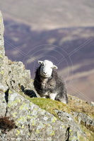Burgh by Sands, Mixed-Media Herdy Art, Herdy Wall Art, Uldale, Herdwick Sheep Oil Pastels, Herdwick Artwork, Carlisle, Crinkle Crags, Herdy Sketches, Arnison Crag, Coniston Old Man, Grike, Corney, Herdwick, Knott Rigg, Red Pike (Wasdale), Herdwick Sheep Oil Painting, Arkleby, Graystones, Herdwick, Whicham, Newbiggin (Brampton), Herdwick Sheep Art, Starling Dodd, Walton, Asby (Workington), The Nab, Banks, Firbank Fell, Herdy Sheep Artist, Fellbarrow,  Lake District, Cumbria.