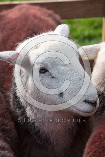 Base Brown Field Herdwick Sheep