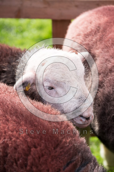 Whicham Field Herdwick