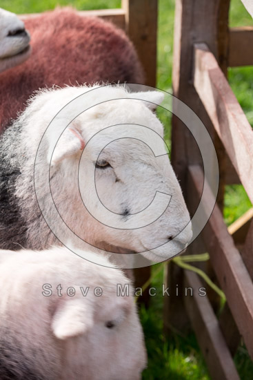 Broom Fell Farm Lakeland Sheep