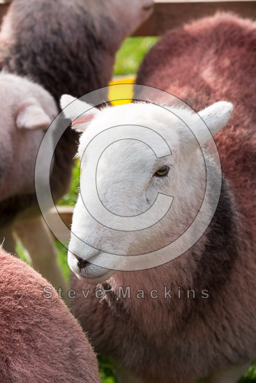 Maryport Valley Lake district Sheep
