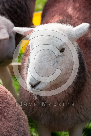 High Tove Field Herdwick Sheep - Lakeland Photos - Art Prints High Tove Field Herdwick Sheep
