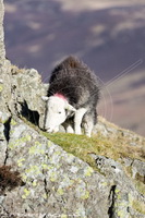 Catbells, Herdwick, Carrock Fell, Herdy Wall Art, Lakeland Herdy Artworks, Heversham, Great Calva, Thunacar Knott, Brockleymoor, Corney, Herdwick Sheep Oil Pastels, Lakeland Sheep, Troutbeck Tongue, Binsey, Westnewton, Dale Head, Newby Bridge, Abbeytown, Slight Side, Herdwick Sheep Prints, Boot, Herdy Sketches, Great Broughton,  Lake District, Cumbria.