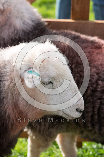 Tarn Crag (Easedale) Lakeland Sheep