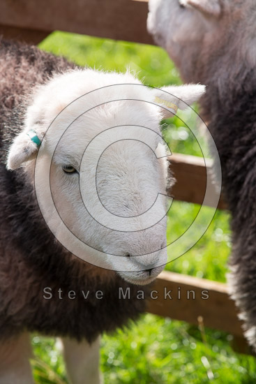 High Newton Valley Lakeland Sheep