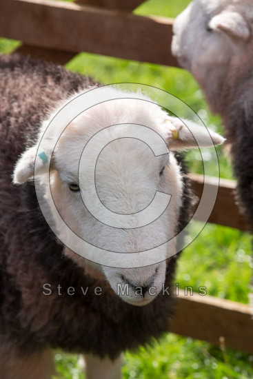 Firbank Fell Herdwick