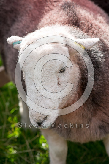 Asby (Workington) Lake district Sheep