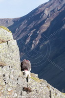 Meal Fell, Knott, The, Herdwick Sheep Oil Painting, Witherslack, Herdwick Sheep Prints, Herdies, Lakeland Herdy Artworks, Herdwick, Herdwick Sheep Oil Pastels, Brown Pike, Culgaith, Holme Fell, Crooklands, Herdwick Wall Art, Moor Row, Herdy Ewe, Raven Crag, Elterwater, Eagle Crag, Broughton Mills, Crosscanonby, Herdwick Sheep Oil Painting, Ireleth, Herdy Sketch, Outerside, Silver How, Herdwick Sheep Art Studio, Mixed-Media Herdy Art, Mungrisdale, Walla Crag, Bassenthwaite, Carlisle, Broom Fell, High Street,  Lake District, Cumbria.