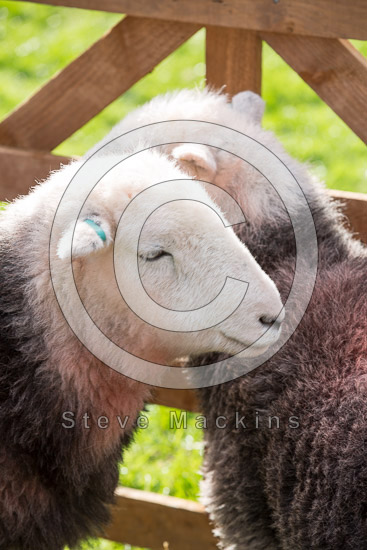 Yoke Farm Lake district Sheep
