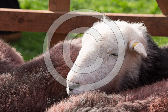Nether Wasdale Field Herdwick - Lakeland Photos - Art Prints Nether Wasdale Field Herdwick