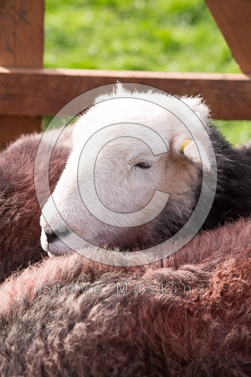 Pooley Bridge Herdwick