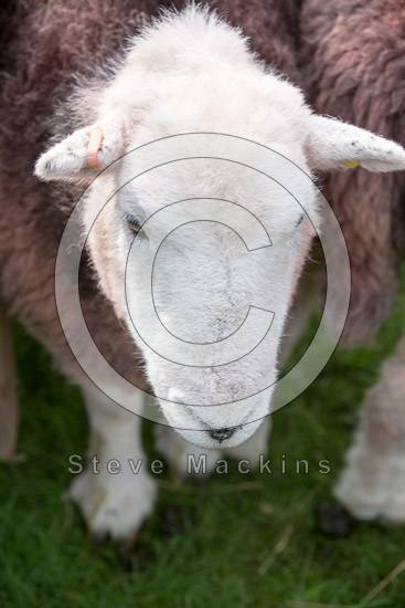 Great Orton Valley Herdwick
