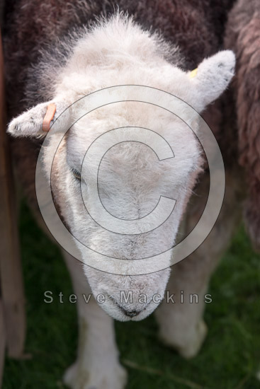 Coniston Old Man Field Lake district Sheep