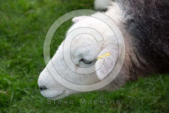 Irthington Herdwick Sheep - Lakeland Photos - Art Prints Irthington Herdwick Sheep