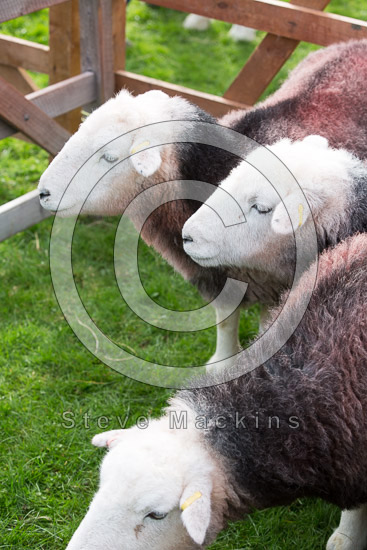 Calf Crag Valley Lake district Sheep