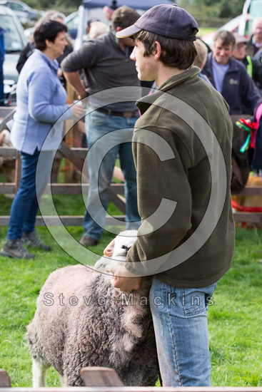 High Tove Field Herdwick Sheep - Lakeland Photos - Art Prints High Tove Field Herdwick Sheep