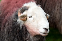 Herdwick Wall Art, Herdwick Sheep Oil Pastels, Wetheral, Lupton, Catstycam, Bewaldeth, Scotby, Herdwick Sheep Oil Painting, Silloth, High Crag, Herdwick Artwork, Kendal, Great Cockup, Herdy Ewe, Bleaberry Fell, Whiteless Pike, Herdy Sketch, Whicham, St. Bees, Catterlen, Herdwick Sheep Acrylic Paintings, Mungrisdale Common, Bonscale Pike, Wether Hill, Herdy Wall Art, Thursby,  Lake District, Cumbria.