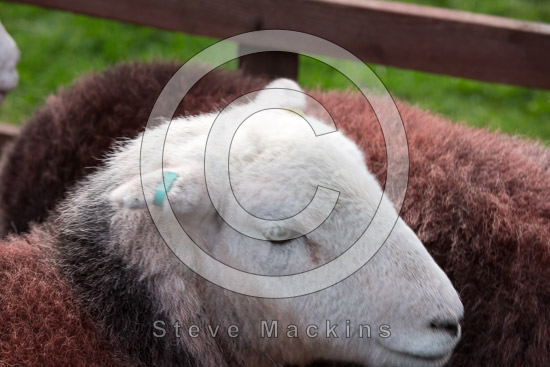 Steel Knotts Field Lake district Sheep