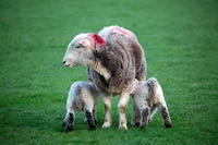 Branthwaite (Workington), Herdwick Art Studio, Brigham, Carl Side, Herdwick Sheep Oil Painting, Herdwick Sheep Prints, Herdwick Sheep, Mardale Ill Bell, Herdwick, Carlisle, Little Langdale, Watermillock, Selside Pike, Lakeland Sheep, Wether Hill, High Pike (Scandale), Morland, Harter Fell, Eskdale, Temple Sowerby, Ravenstonedale, Froswick, Durdar, Bowfell, Cumrew, Herdwick Sheep Oil Pastels, Wiggonby, Herdwick Sheep Art, Beaumont,  Lake District, Cumbria.