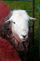 Anthorn, Silver How, Great Carrs, Herdwick, Ambleside, Herdwick Sheep Prints, Kirk Fell, Old Hutton, Lakeside, Herdy Sketch, Herdy Ewe, Branstree, Clough Head, Herdy Sketches, Boltongate, Beda Fell, Herdy Art, Carrock Fell, Lakeland Sheep, Baycliff, Leasgill, Great Corby, Herdwick, Herdwick Sheep Acrylic Paintings,  Lake District, Cumbria.