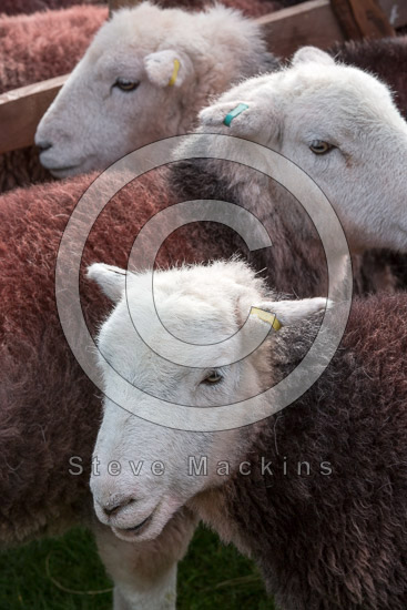 Broughton in Furness Valley Herdwick