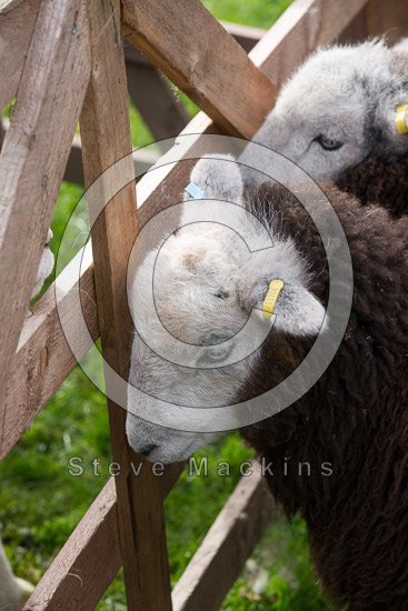 Whinlatter Valley Herdwick - Lakeland Photos - Art Prints Whinlatter Valley Herdwick