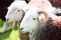 Great Borne, Herdy, Hartsop above How, Hallbankgate, Coniston Old Man, Penruddock, High Tove, Binsey, Flookburgh, Broughton Mills, Briery, Herdwick Drawings, Broom Fell, Herdwick Sheep Oil Painting, Oxen Park, Warwick Bridge, Herdy Sketch, Brock Crags, Outerside, Culgaith, Askham, Kirkland (Frizington), Lingmell, Biggar, Seatallan, Herdy Art, Walla Crag, Herdwick Sheep Acrylic Paintings, Herdwick Sheep Art,  Lake District, Cumbria.