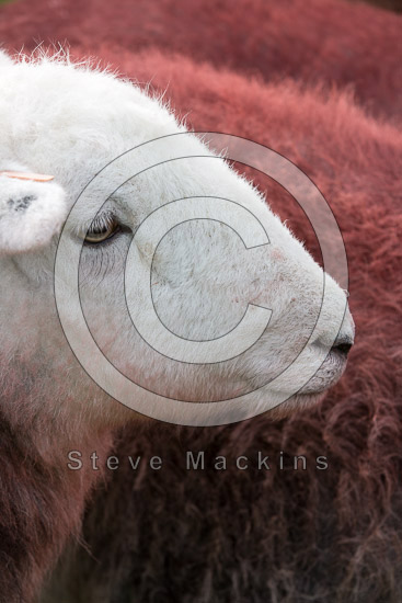 Pennington Farm Lakeland Sheep