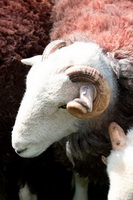 Hartsop above How, Egremont, Herdy Ewe, Pillar, Talkin, Spark Bridge, Pike of Stickle, Herdwick Sheep Oil Pastels, Hopegill Head, Herdy Sketch, Wasdale Head, Brandreth, Loadpot Hill, Low Pike, Cleator Moor, Martindale, Herdwick Sheep Art, Satterthwaite, Herdy Wall Art, Newbiggin (Brampton), Harter Fell, Eskdale, Lakeland Sheep, Ravenglass, Hart Side, Caw Fell, Ulverston, Scar Crags, Raven Crag, Crosscanonby, Herdwick Sheep Oil Painting,  Lake District, Cumbria.