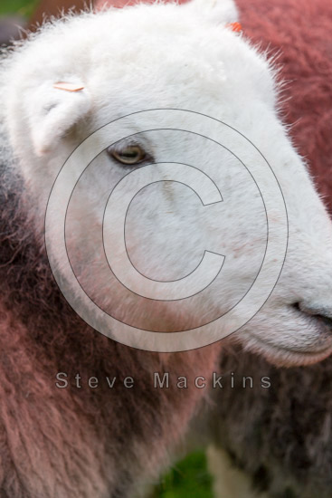 Kirkby Stephen Field Herdwick