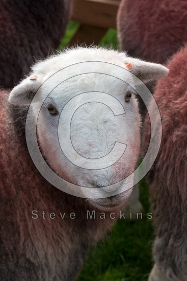 Dean Field Lakeland Sheep