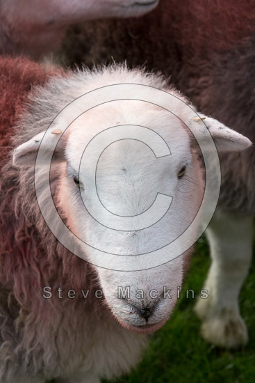 Great Carrs Field Herdwick