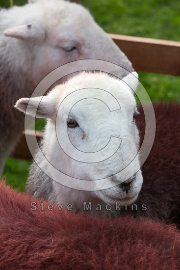 Firbank Fell Farm Lake district Sheep