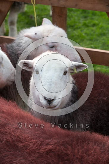 Newbiggin-on-Lune Herdwick