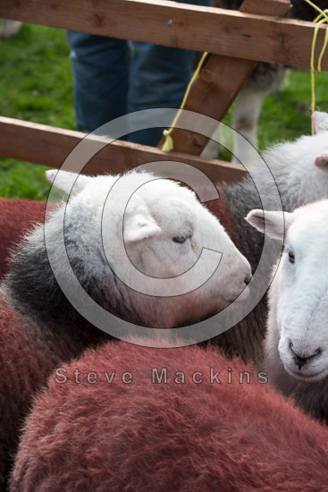 Blencow Valley Lake district Sheep