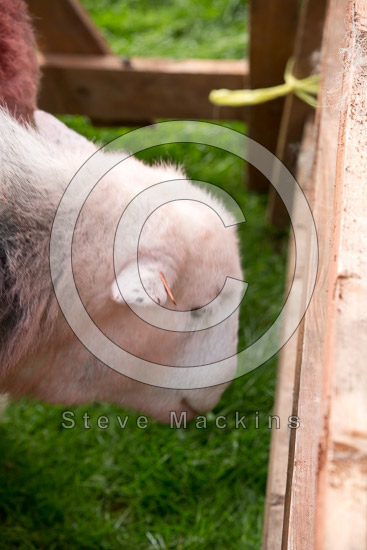 Matterdale End Field Lakeland Sheep