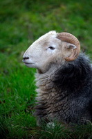 Place Fell, Barrow, Tallentire, Nethermost Pike, Herdwick Sheep Art Studio, Hallin Fell, Hincaster, Herdwick Sheep Oil Pastels, Coniston Old Man, Burnbanks, Monkhill, Gilcrux, Pavey Ark, Herdy Wall Art, Lakeland, Rossett Pike, High Crag, Wetheral, Branthwaite (Workington), Herdy Sketch, Crosby Ravensworth, Birks, Mixed-Media Herdy Art, Durdar, Herdwick Sheep Acrylic Paintings, Whiteside, Lakeland Herdy Artworks, Irton with Santon,  Lake District, Cumbria.