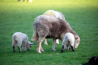 Newton Arlosh, Sandwith, High Bankhill, Lakeland Herdy Artworks, Herdwick Wall Art, Great Carrs, Herdwick Sheep, Herdy Ewe, Troutbeck Tongue, Lonscale Fell, Soulby (Penrith), Herdwick Sheep Art Studio, Herdy, Biggar, Herdy Wall Art, Herdy Sketches, Spark Bridge, Herdwick, Urswick Great and Little, High Hartsop Dodd, Crook, Herdwick, Gibson Knott, Herdwick Artwork, Knott, The, Great Strickland, Shipman Knotts, Wythop Mill, Bannerdale Crags,  Lake District, Cumbria.