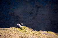Sergeant Man, Caldbeck, Soulby (Kirkby Stephen), Whin Rigg, Lakeland Herdy Artworks, Herdwick Sheep Sketch, Grey Knotts, Harter Fell, Mardale, Herdy Sheep Artist, Tarn Crag (Far Eastern Fells), Stonethwaite, Herdy Wall Art, Herdwick Sheep, Moor Row, Clifton, Holker, Lowthwaite Fell, Herdy Sketch, Nenthead, Whinlatter, Herdwick Sheep Oil Painting, Hindscarth, Herdwick Sheep Prints, Biggar, Sandwith, Calf Crag, Herdy, Herdy Ewe, Asby (Workington), Mixed-Media Herdy Art,  Lake District, Cumbria.