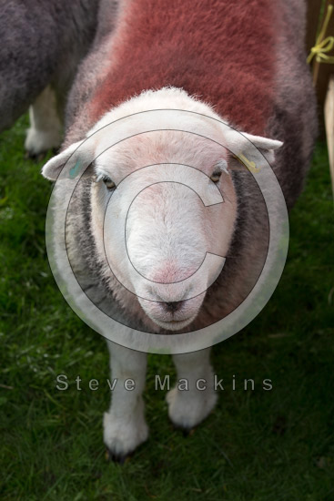 Mosedale Field Herdwick