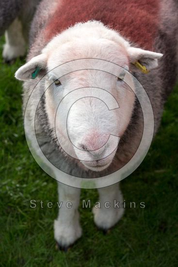 Skelwith Bridge Field Lake district Sheep