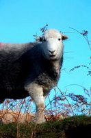 Hartsop, Whiteless Pike, Lakeland Sheep, Eagle Crag, Herdwick Wall Art, Ormathwaite, Hawkshead, Birker Fell, Kidsty Pike, Bampton, Herdy Sheep Artist, Herdwick Sheep, Flookburgh, Drigg, Froswick, Ireleth, White Side, Grange-Over-Sands, Herdy Wall Art, Herdies, Herdy Sketch, Hart Side, Herdy Art, Herdwick Sheep Sketch, Blencarn, Robinson, Herdwick Sheep Art Studio, Barton, St. Bees,  Lake District, Cumbria.