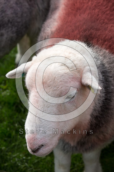 Wasdale Head Valley Herdwick