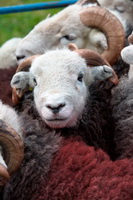 Cumwhitton, Raven Crag, Herdy Wall Art, Dollywaggon Pike, Herdwick Sheep Art Studio, Little Mell Fell, Causey Pike, Whitfell, Allithwaite, Herdy, Skirwith, Scotby, Herdwick Artwork, Holme Fell, Great Crosthwaite, Herdwick Sheep Acrylic Paintings, Wansfell, Herdwick Sheep Oil Pastels, Herdwick Sheep Art, Wasdale Head, Middleton, Herdwick Sheep Sketch, Herdwick, Herdwick, Firbank Fell, Swirl How, Windermere,  Lake District, Cumbria.