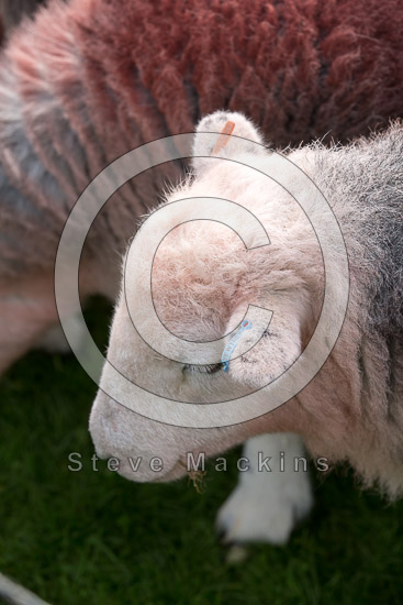 Middle Dodd Valley Herdwick Sheep