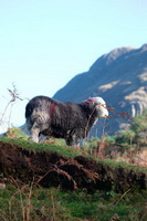 Steel Fell, Holme, Lakeland Sheep, Herdwick Sheep Oil Pastels, Lakeland Herdy Artworks, Herdwick Sheep Art Studio, Herdwick, Crosby Garrett, Calf Crag, Sheffield Pike, Lowther, Herdy Sketch, Herdwick Sheep Art, Grinsdale, Herdy Sheep Artist, Far Sawrey, Monkhill, Red Screes, Greysouthen, Longlands Fell, Mellbreak, Lake District, Great Strickland, High Street, Herdies,  Lake District, Cumbria.