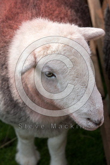 Skirwith Field Lake district Sheep